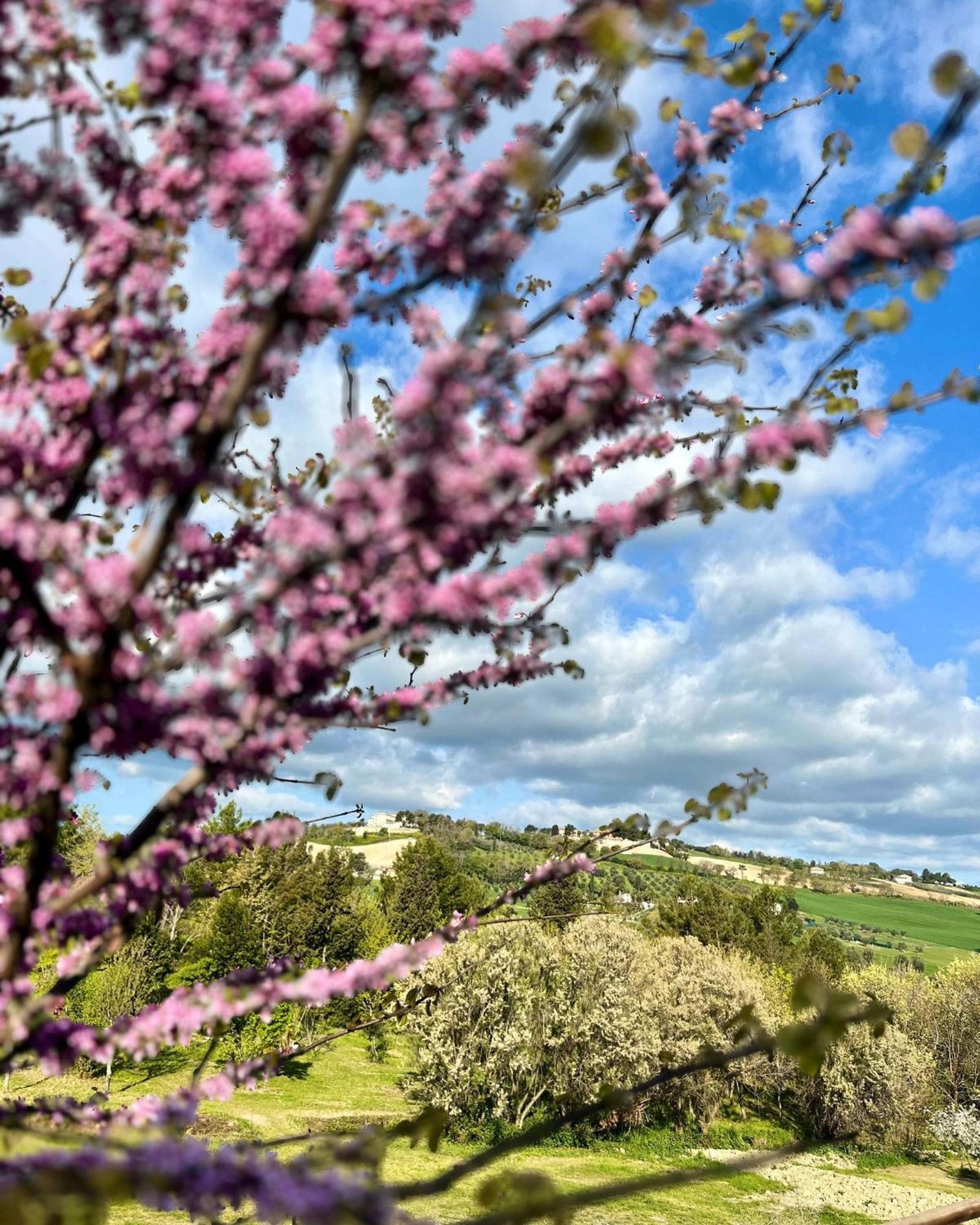 Agriturismo La Contea Senigallia Villa San Gaudenzio ภายนอก รูปภาพ